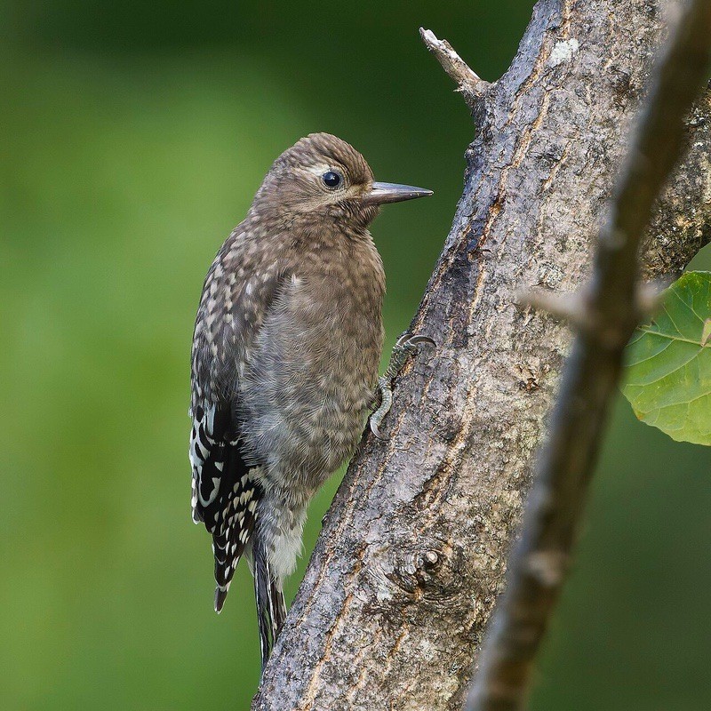 Juvenile Yellow-bellied Sapsucker by Paul Danese is licensed under CC BY-SA 4.0.